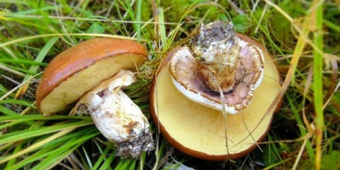 Kako pržiti (pržiti) butterfish u tiganju: svježi, smrznuti, kuhani